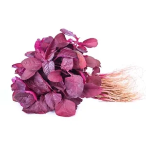 লাল শাক (Red Spinach)