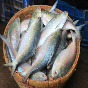 ইলিশ মাছ (Hilsha Fish)